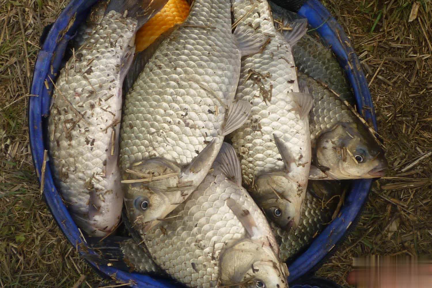 然活力十足, tenan 然活力十足, tenan